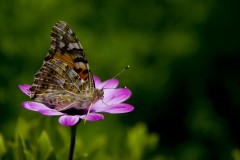 NATURA