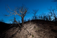 Desprès d'un incendi